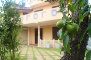 Zahrada ubytování Villa184 + 37 fotografií