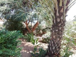 una palmera en medio de un jardín en Villa Maria en Somone