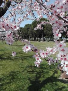 Ein paar rosa Blumen auf einem Baum im Park. in der Unterkunft Silos Torrenova in Potenza Picena