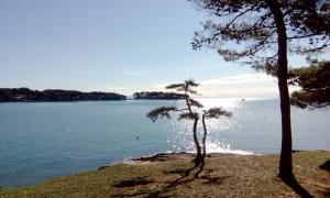 a tree on the shore of a body of water at Apartment Mamut in Premantura