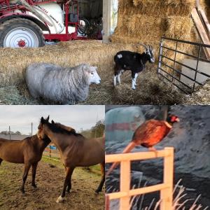 a collage of pictures of animals and a horse at Nellies Shed, Wolds Way Holiday Cottages, 3 bed spacious cottage in Cottingham