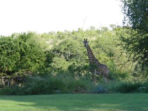 a giraffe standing in the grass near some trees at Adonsonia Lodge in Grietjie Nature Reserve +16 photos