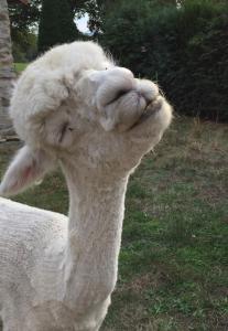 a close up of a white alpaca with its head at Chouetterie in Saint-Dizier-Leyrenne +3 photos