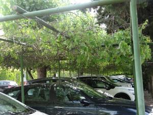 Zahrada ubytování Hotel Boomerang Roma