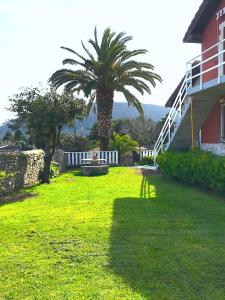 un palmier dans une cour à côté d'une maison dans l'établissement Estudio de encanto en Isla playa, à Arnuero