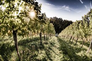 A garden outside Weingut & Winzerhäuser Skringer