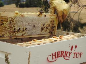 LilydaleCherry Top Farmstay - Boutique Eco Village的相册照片