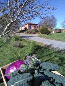 Cherry Top Farmstay - Boutique Eco Village外面的花园