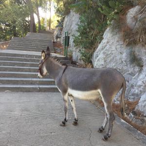 Galeriebild der Unterkunft Apartment Sanny in Split