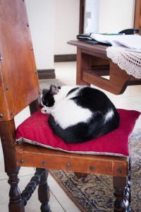 eine schwarze und weiße Katze auf einem Stuhl in der Unterkunft De Zoete Rust Guesthouse in Centurion