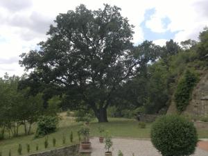 Zahrada ubytování Villa Loghino