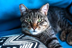 Gallery image of Pensión Bellavista in Port de Pollensa