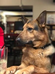 a brown dog sitting on a table next to a glass at The Swan in Thornbury