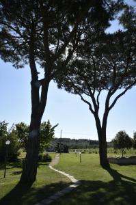 two trees in a field with a path at Agriturismo Redipuglia in Alberese