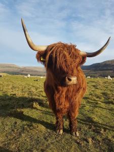 una vaca con cuernos largos parados en un campo en Trotternish B&B, en Portree