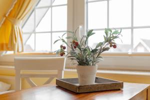 a plant sitting on top of a wooden table at Priel-Hüs in List