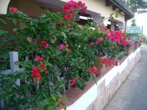 Banda kwiatów w doniczkach na ścianie w obiekcie B&B Belvedere w mieście Zungri