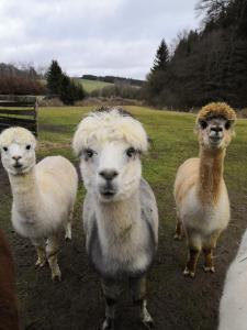 Tres llamas están de pie en un campo en Mühlenhof, en Stadtkyll