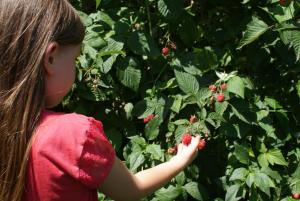Photo de la galerie de l'établissement Kraljska koliba - Kralje's Cottage, à Andrijevica 61 autres photos