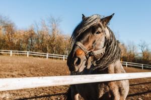 Zvieratá na farme alebo blízkom okolí