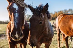 Zvieratá na farme alebo blízkom okolí
