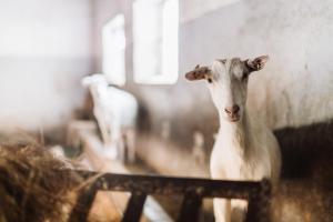 Zvieratá na farme alebo blízkom okolí