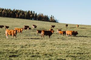 Zvieratá na farme alebo blízkom okolí