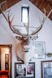 une tête de cerf accrochée à un mur avec des photos dans l'établissement Hotel Laxnes, à Mosfellsbær