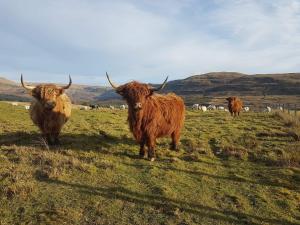 un grupo de animales parados en un campo de hierba en Trotternish B&B, en Portree