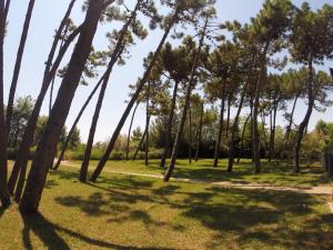 カヴァッリーノ・トレポルティにあるCorallo Apartmentsの公園内のヤシの木群