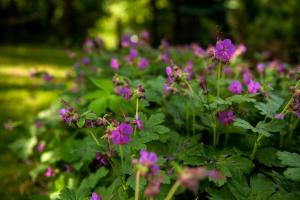 'chata usÓwek' في فاليم: مجموعة من الزهور الأرجوانية في الحديقة