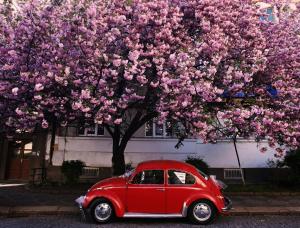ウージュホロドにあるDovzhenka12のピンクの花の木の下に停めた赤い車