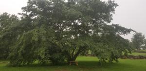 Fairway Inn في Berryville: مقعد تحت شجرة كبيرة في ميدان