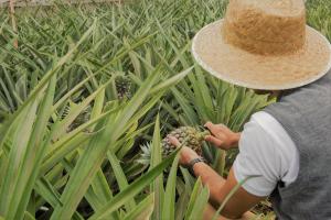 a man in a straw hat working in a cornfield at Herdade do Ananás in Ponta Delgada