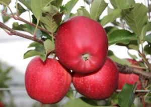 Φωτογραφία από το άλμπουμ του Pension zum Rebstock σε Kressbronn am Bodensee