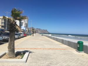 a palm tree on a sidewalk next to the beach at C-Rus in Strand