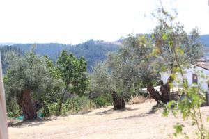 um grupo de oliveiras num campo em Casas Rurales Los Montes em La Corte