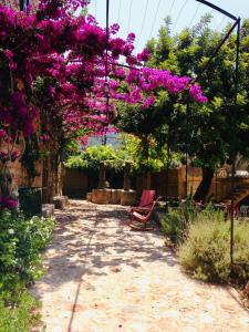 a garden with purple flowers hanging from a pergola at Can Busquera in Sóller