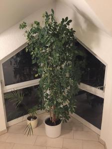 Afbeelding uit fotogalerij van Sonnenschein in Idstein