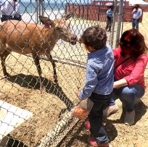 a woman and a child looking at a cow behind a fence at Puerto Nuevo Baja Hotel & Villas in Rosarito