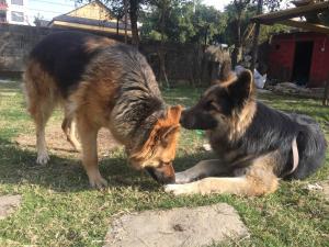 Majutusasutuse Nepalaya Eco Hostel külastajatega peatuv lemmikloom või lemmikloomad