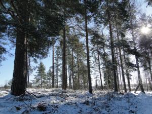 Sunne Hembygdsgård B&B v zimě