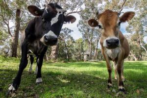 two cows standing next to each other in a field at Che Sara Sara Chalets in Walpole