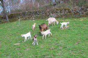 un gruppo di vacche e neonati in un campo di Petite Ferme d'Autrefois a Saint-Georges-Nigremont