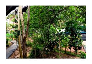Giardino di Sun and Green Eco Lodge - Dambulla