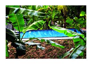 Piscina di Sun and Green Eco Lodge - Dambulla o nelle vicinanze