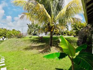 un palmier dans une cour avec de l'herbe verte dans l'établissement Ciel de Kaz, à Rivière-Salée