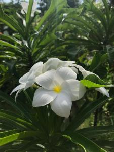 a white flower sitting on top of a plant at Meno Madia Bungalows in Gili Meno
