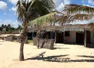 a palm tree on the beach next to a building at Pousada Villa Aloha in Patos