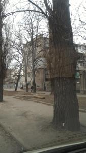 a tree in a park next to a building at Пастера in Dnipro